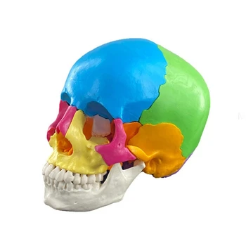 Анатомическая съемная модель черепа Инструмент для изучения анатомии разобранной модели черепа